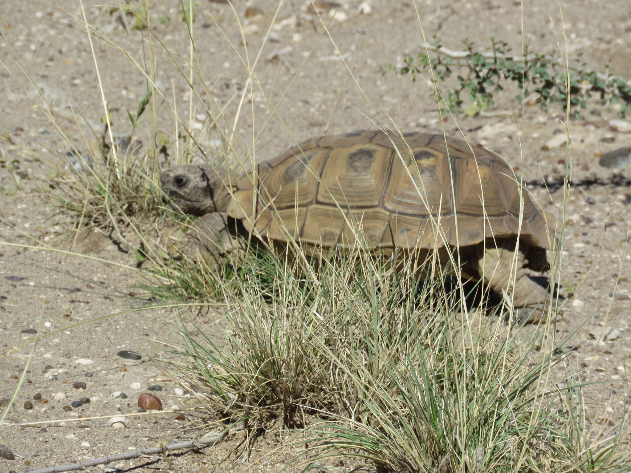 Слика од Chelonoidis chilensis (Gray 1870)