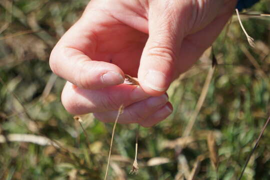 Image of California barley