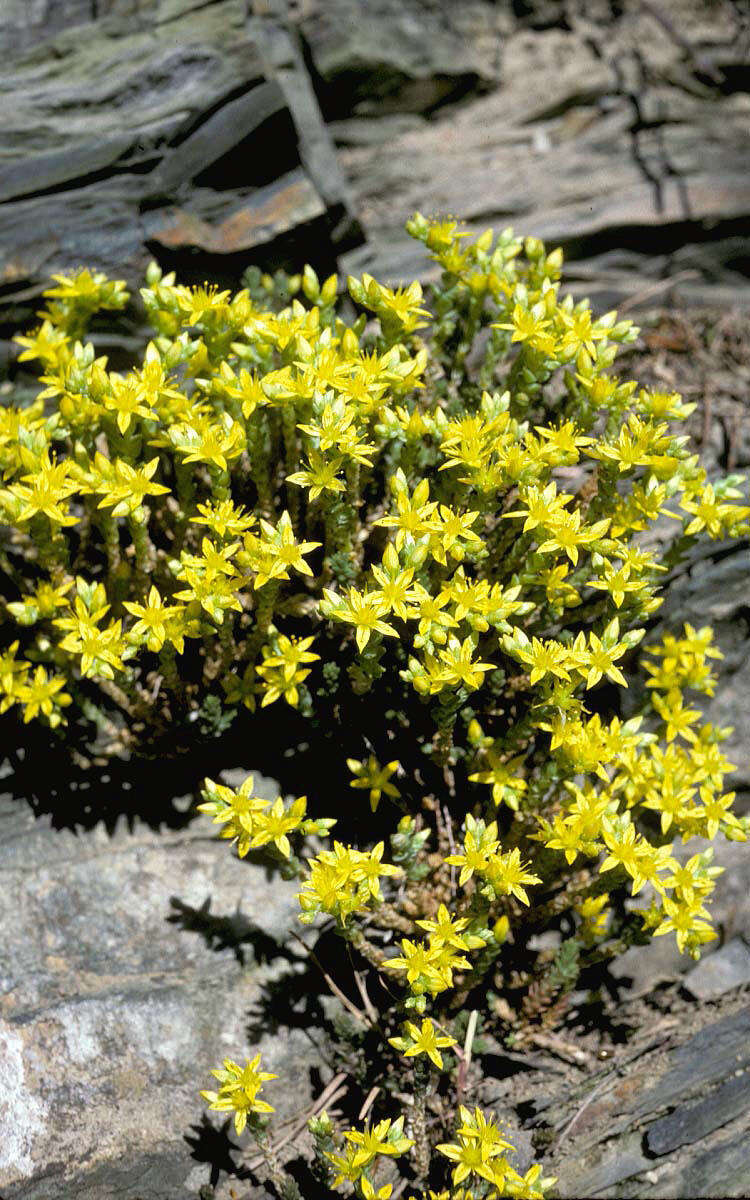 Plancia ëd Sedum acre L.