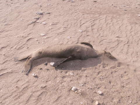 Image of South American Fur Seal