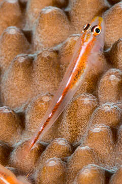 Image of Michel's ghost goby