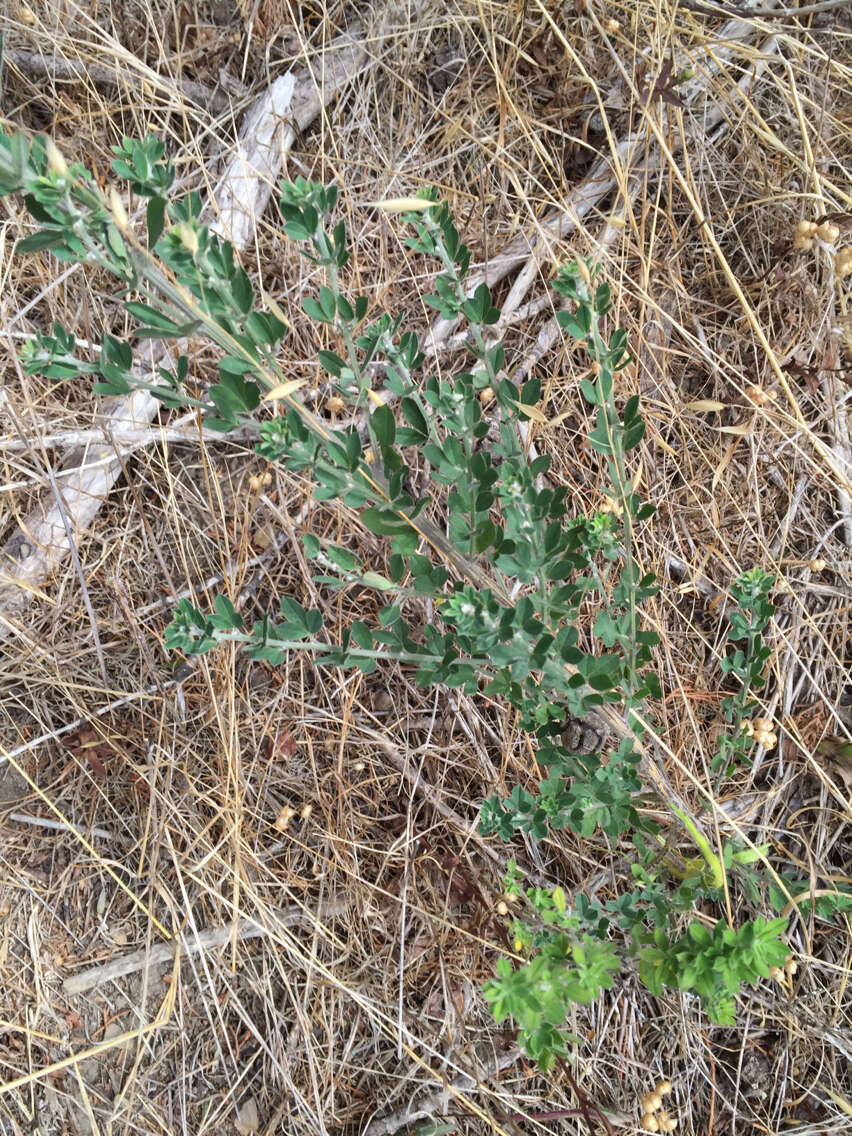 Image of French broom