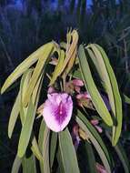 Plancia ëd Clitoria triflora S. Watson