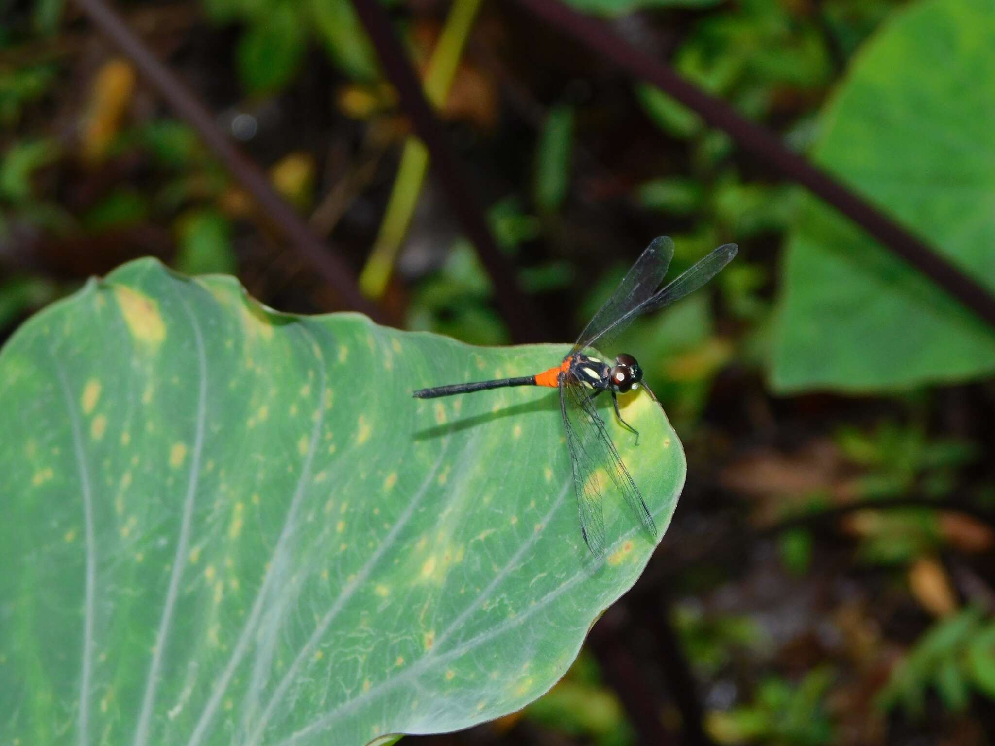 Image de Epithemis mariae (Laidlaw 1915)