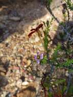 Image de Jamesbrittenia atropurpurea subsp. atropurpurea