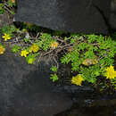 Plancia ëd Sedum ruwenzoriense E. G. Baker