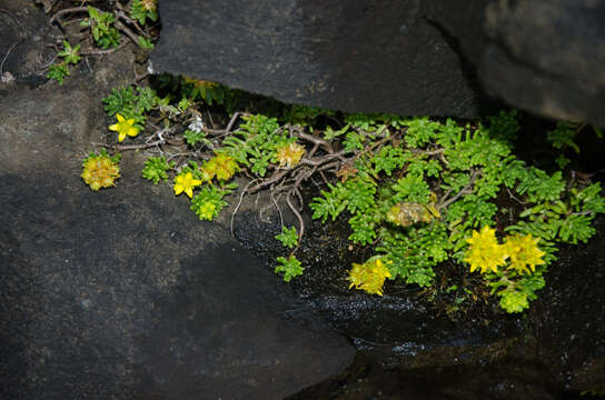 Image of Sedum ruwenzoriense E. G. Baker