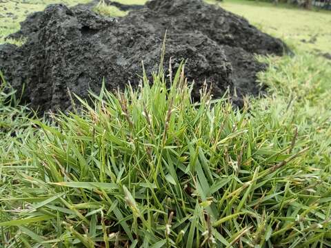 Image of Manila grass