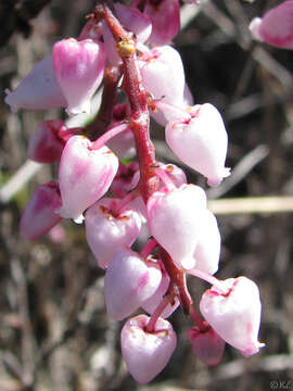 Image of Stanford's manzanita