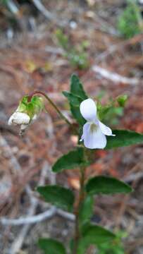 Imagem de Viola capillaris Pers.