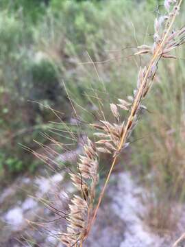 Image of Lopsided Indian Grass