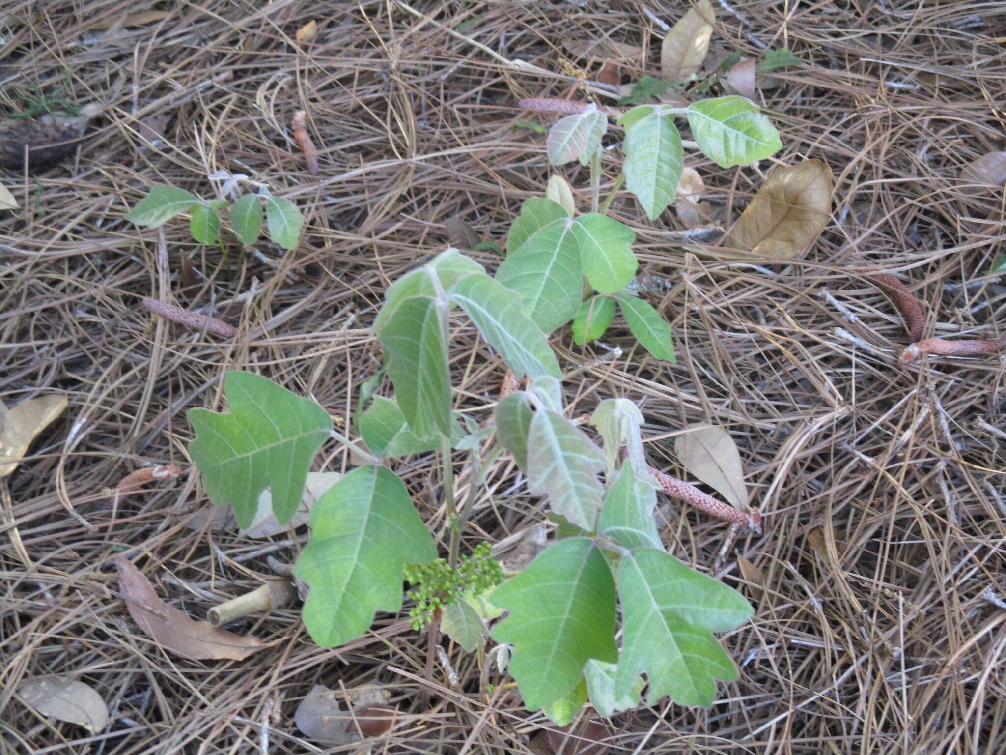 Imagem de Toxicodendron pubescens Mill.