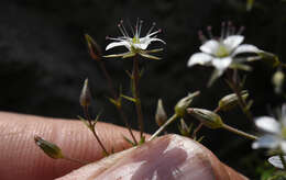 Image of brittle sandwort