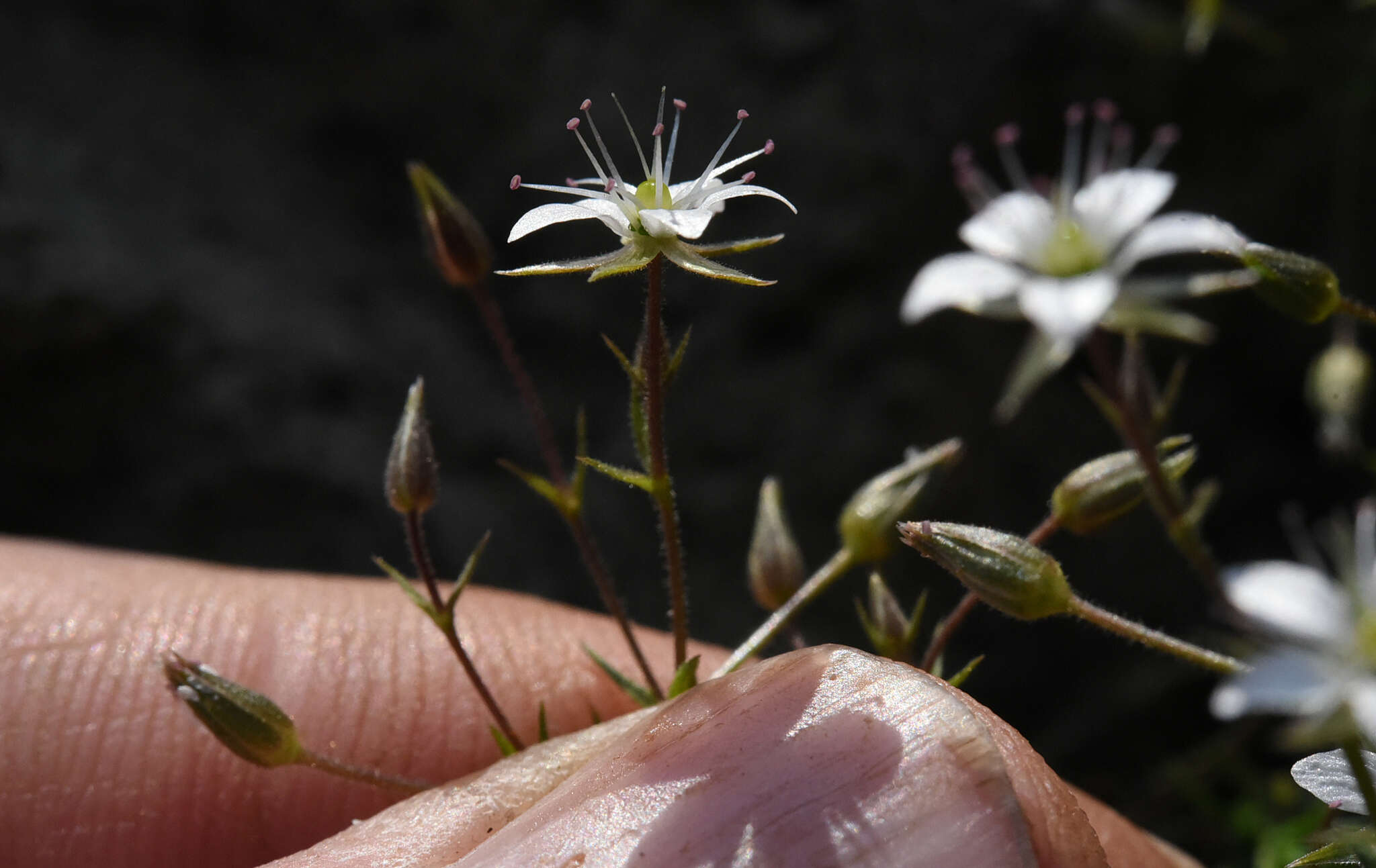 Image de Sabulina nuttallii var. gracilis (B. L. Rob.) Dillenb. & Kadereit