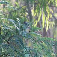 Image of Baya Weaver