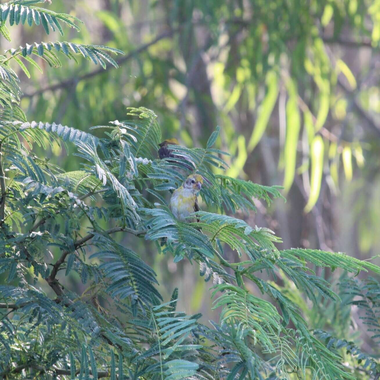 Image of Baya Weaver