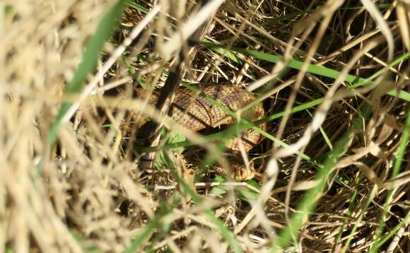 Image of Vipera berus berus (Linnaeus 1758)