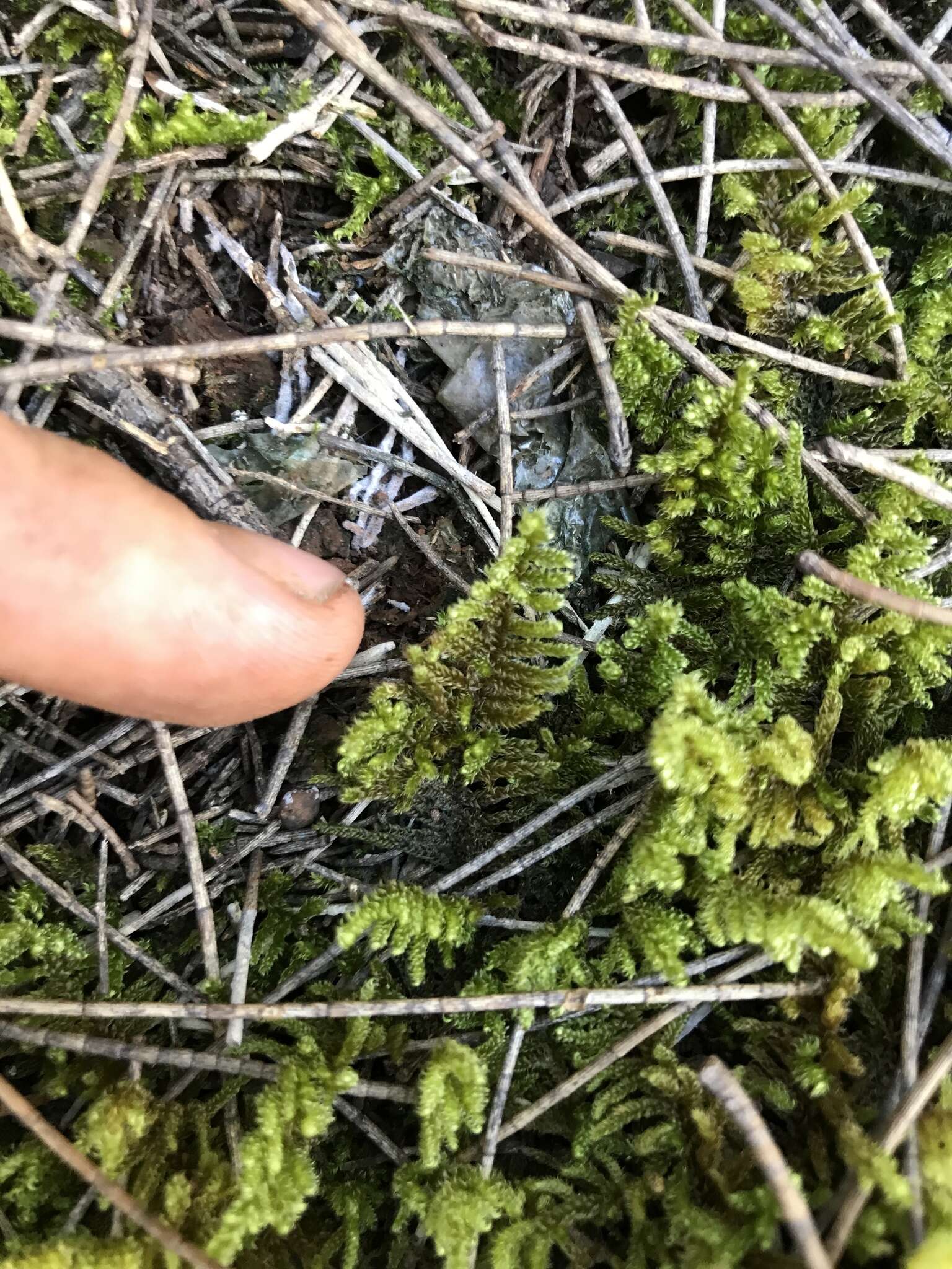 Image of Cypress-leaved plaitmoss