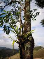 Image of Oncidium baueri Lindl.