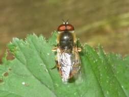 Image of Odontomyia ornata (Meigen 1822)