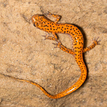 Image of Cave Salamander