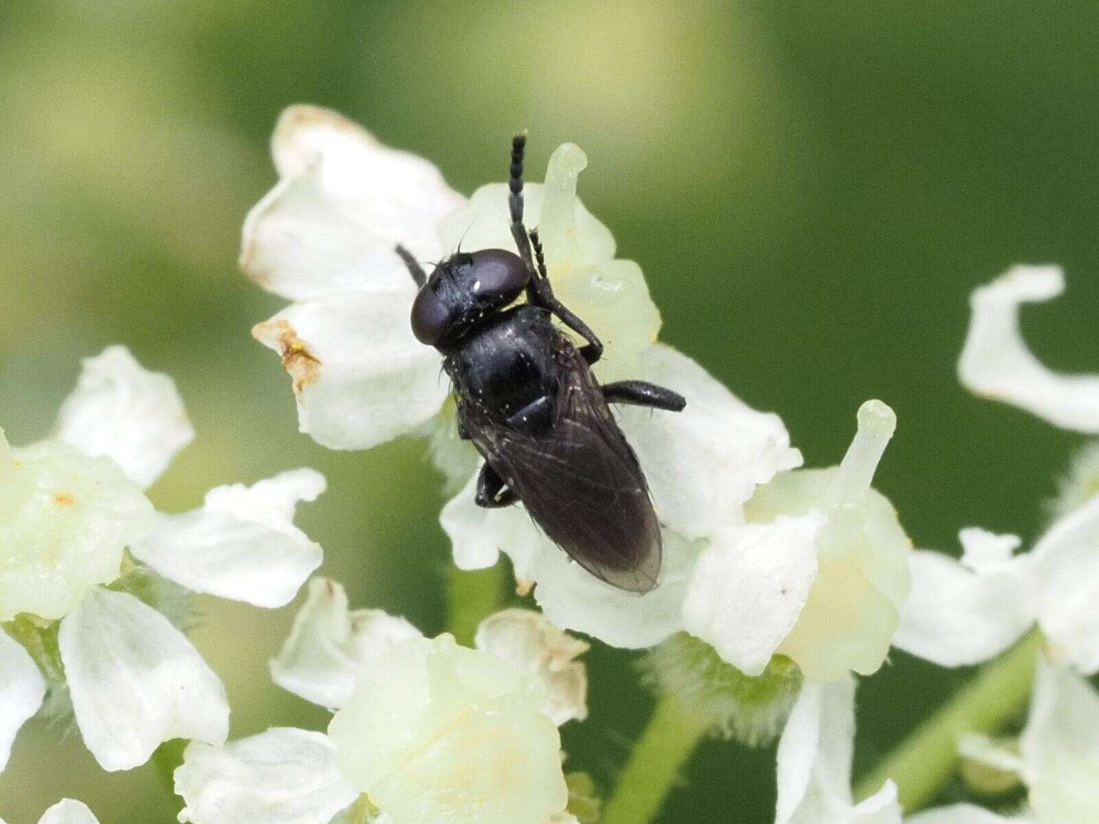 Image of Litophasia hyalipennis (Fallen 1815)