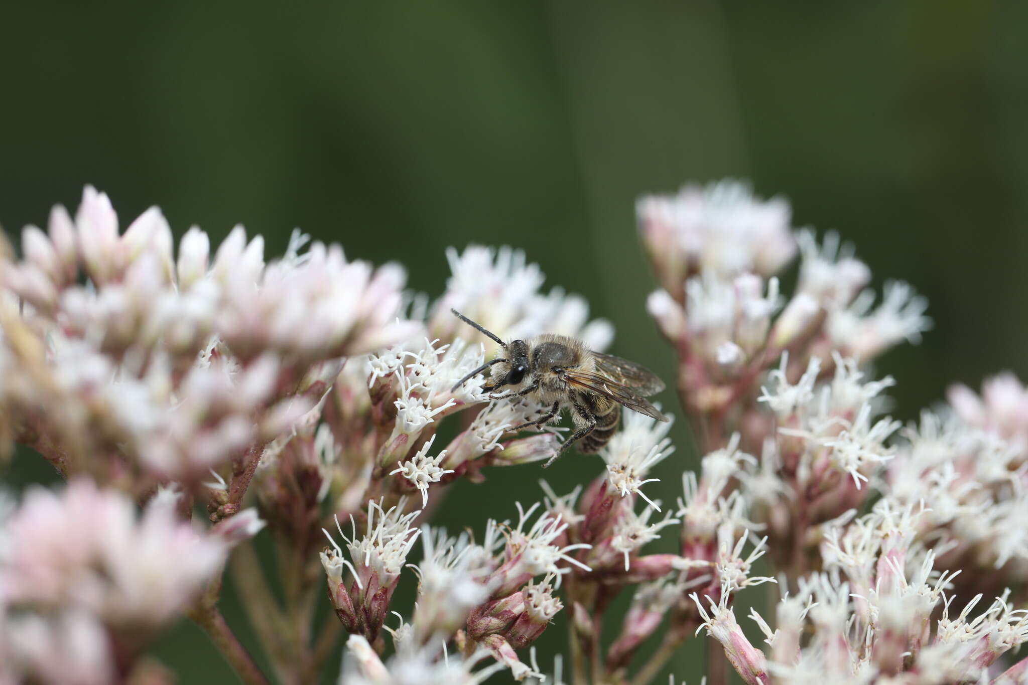 Image of Colletes taiwanensis Dubitzki & Kuhlmann 2004