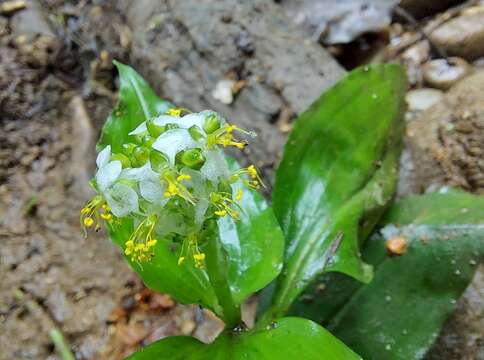 Image of Aneilema umbrosum var. ovato-oblongum (P. Beauv.) Brenan