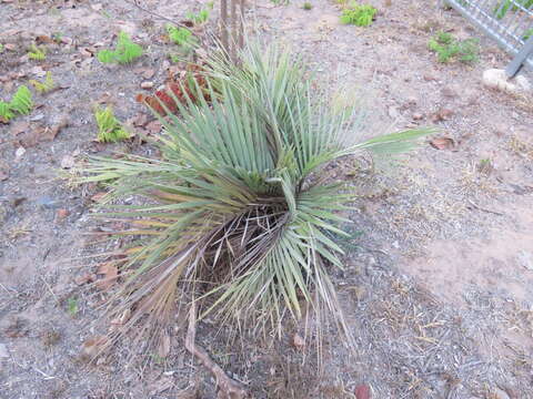 Image of Butia archeri (Glassman) Glassman