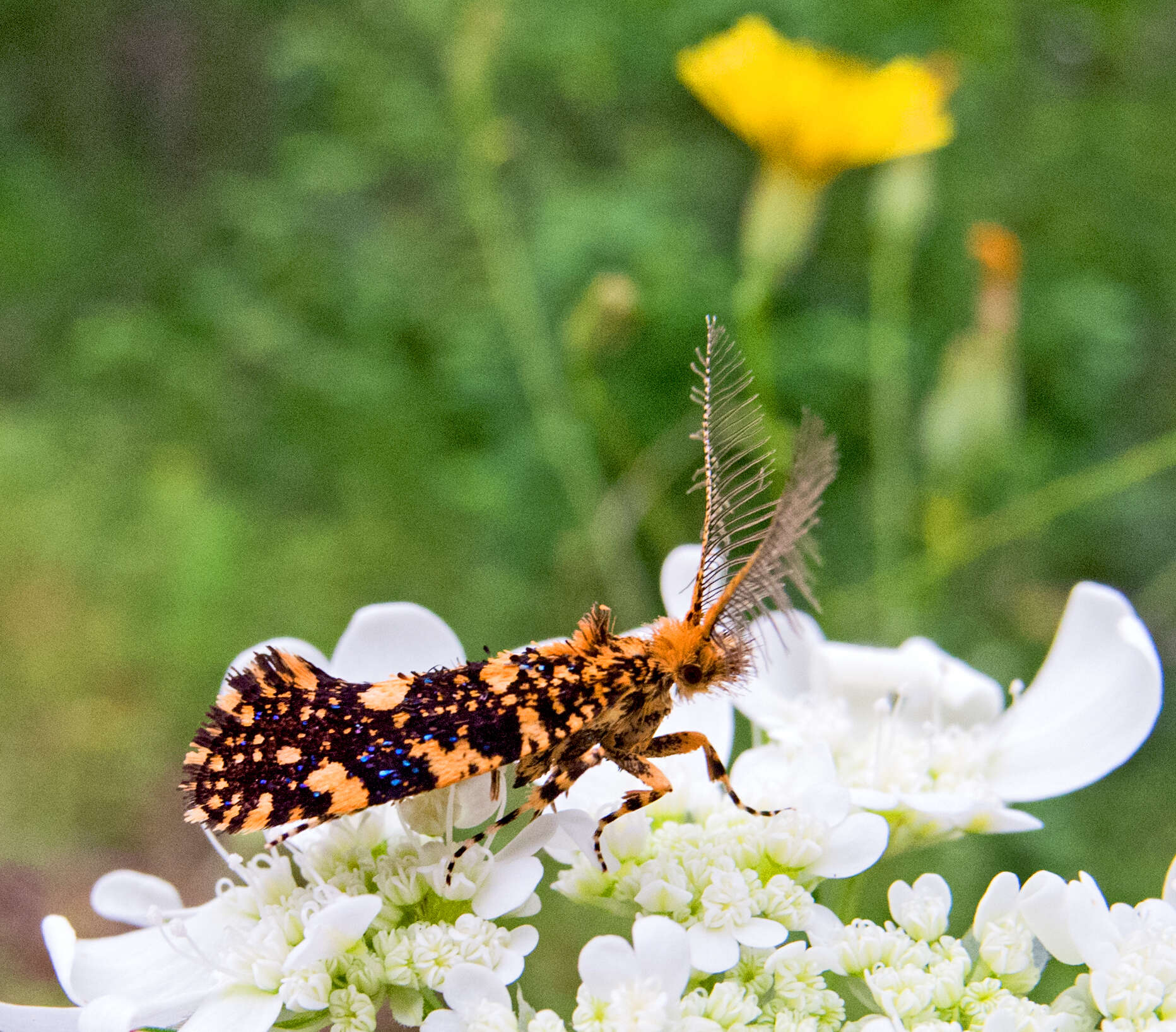 Image of Euplocamus ophisa (Cramer 1779)