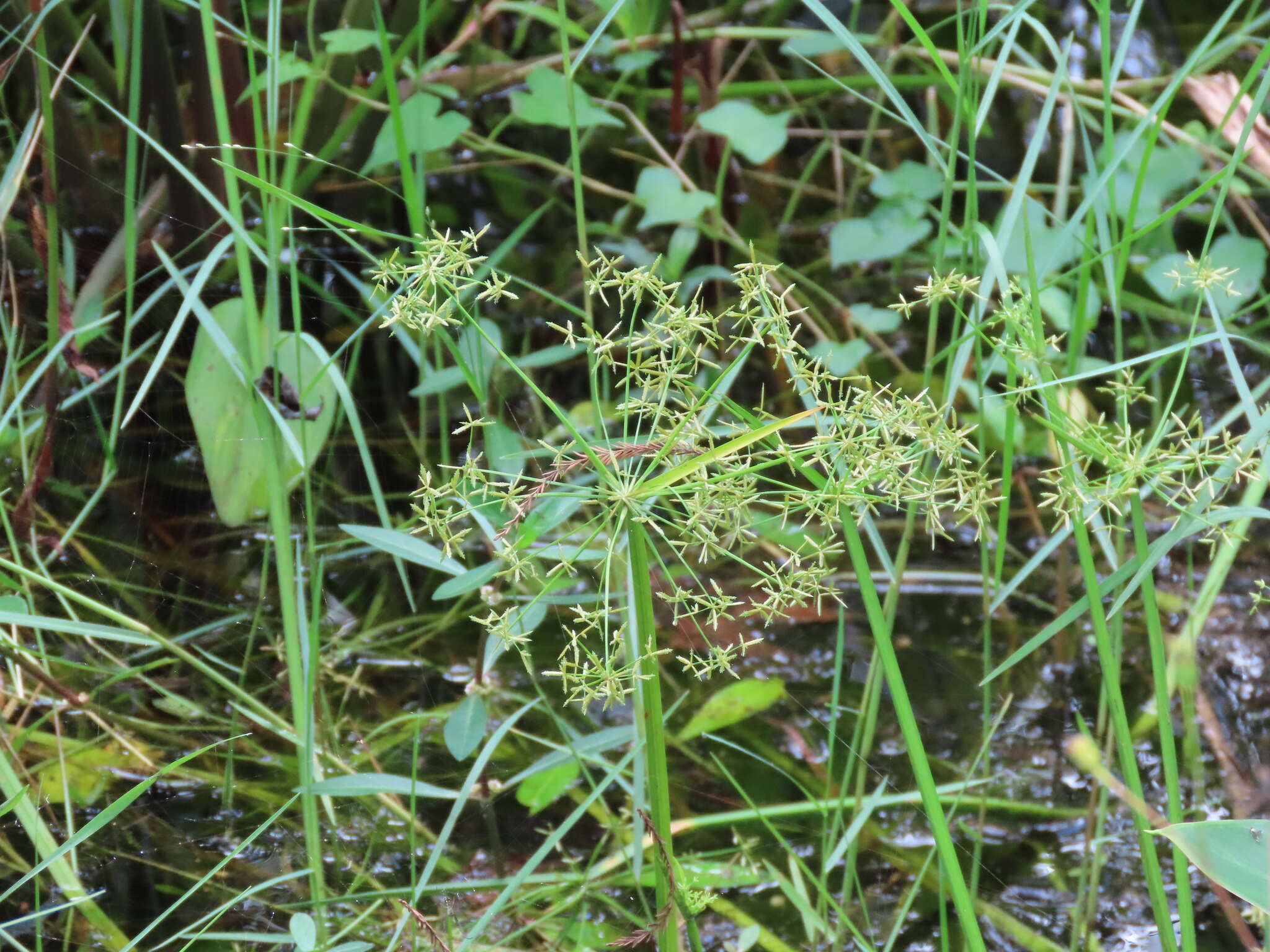 Image of miniature flatsedge