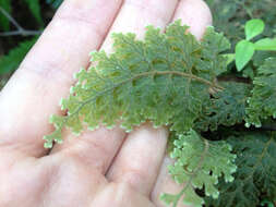 Image of Hymenophyllum frankliniae Col.