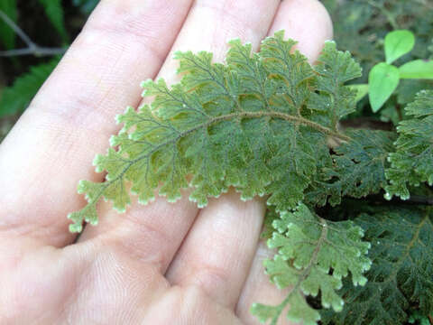 Image of Hymenophyllum frankliniae Col.