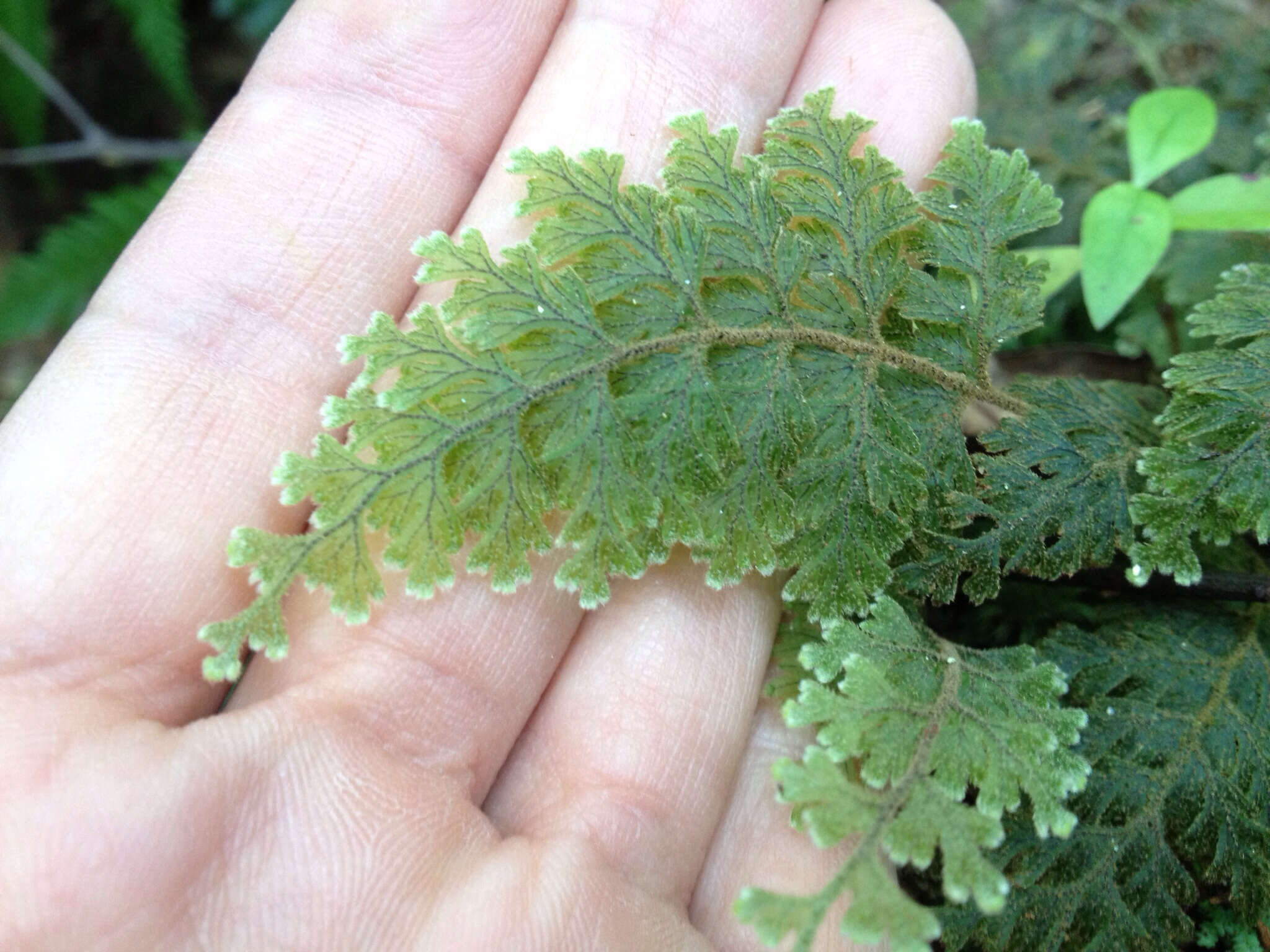 Image of Hymenophyllum frankliniae Col.