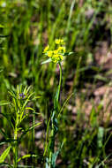 Image of Milkgrass