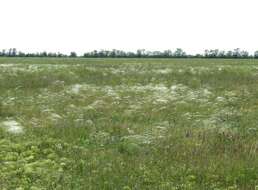 Sivun Stipa rubens P. A. Smirn. kuva