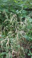 Image of Eastern Bottle-Brush Grass