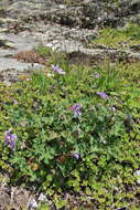 Image of cranesbill