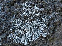 Image of Appalachian shield lichen