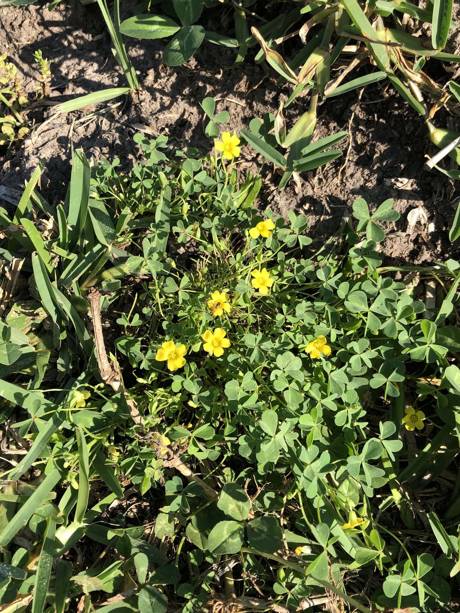 Sivun Oxalis priceae subsp. texana (Small) Eiten kuva