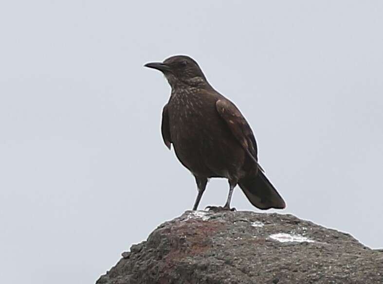 Imagem de Cinclodes nigrofumosus (d'Orbigny & Lafresnaye 1838)