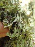 Image of Herre's ragged lichen