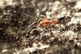 Image of Acromyrmex coronatus (Fabricius 1804)