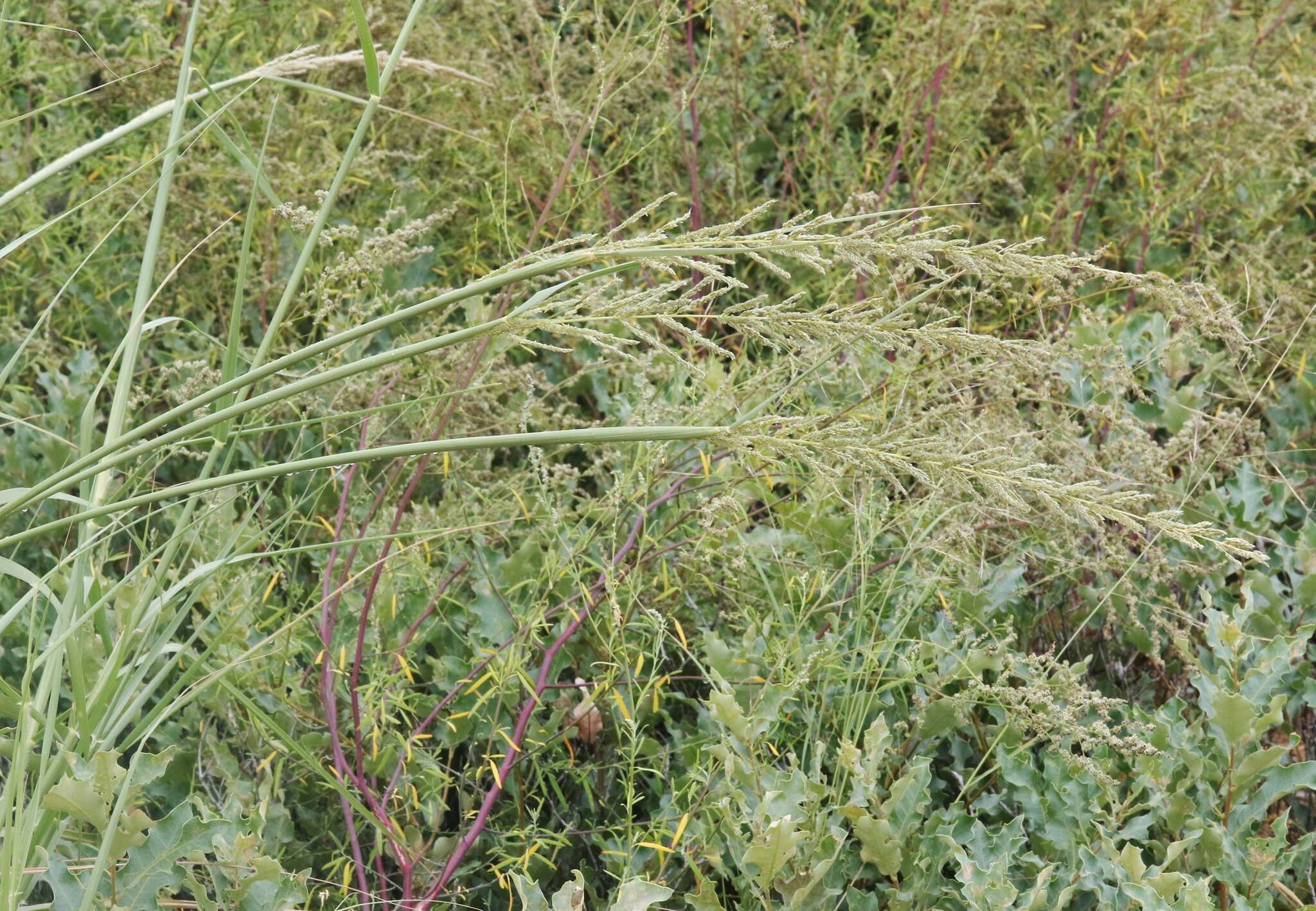 Plancia ëd Sporobolus giganteus Nash