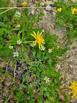 Image of Sibbaldia parviflora Willd.