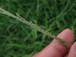 Image of smut grass