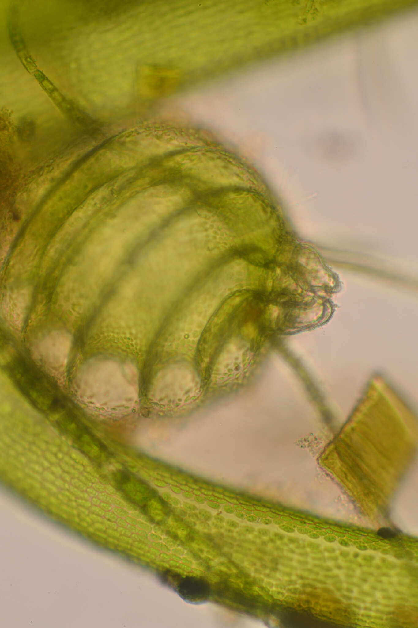 Image of Nitella furcata