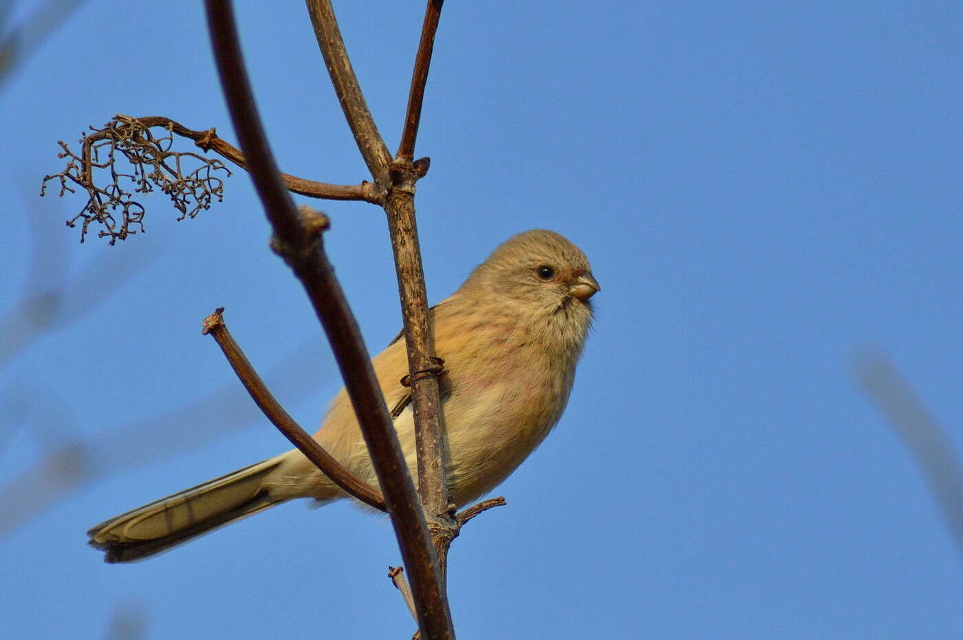 Image of Long-tailed Rosefinch