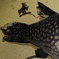 Image of Reticulated Blow Fish