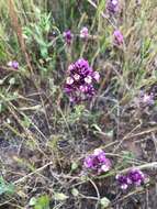 Image of denseflower Indian paintbrush